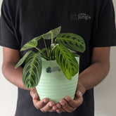 Littlejungle Decor Planters (Pack of 4) With out holes